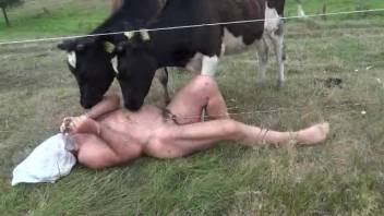 Older gentleman delights in the cow tonguing his penis amid the meadow