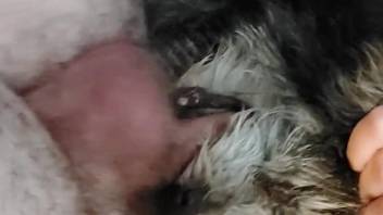 Man sticks whole dick in furry dog's tiny pussy