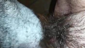 Closeup when a dog licks a woman's hairy cunt on cam