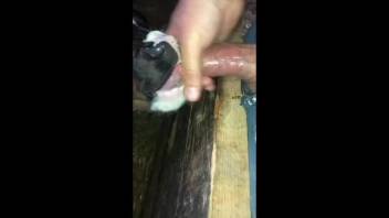 Bovine slurping on that dick to get the dude to climax genuinely