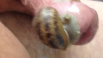 Horny man gets horny as fuck with a snail on his dick