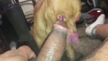 Dog licks man's huge penis when he jerks off on cam