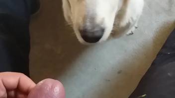 Canine satisfies owner by tonguing his hard dick on webcam