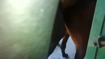 Guy becomes aroused observing the stud horse mounting his mare