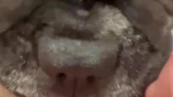 Dog licks woman's wet cunt until the point when she comes