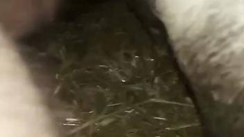 Guy uses his penis to fuck that animal with his peen