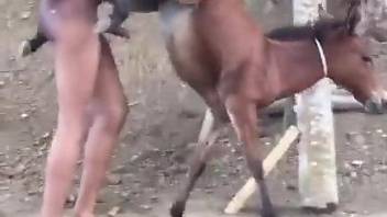 Naked black dude ass fucks donkey in amateur outdoor XXX