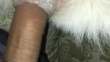 Man ass fucks tiny dog in dirty home zoophilia POV