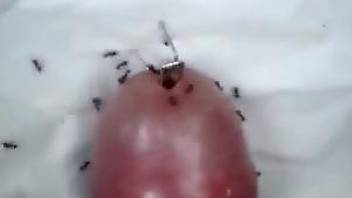 Dude is happy to see ants crawl inside his urethra