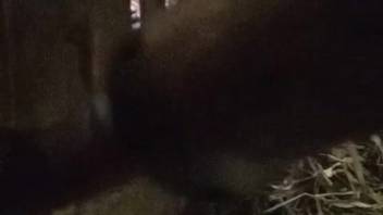 Barnyard creature excites passionate bestiality enthusiast to extreme arousal
