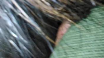 Steamy massive equine vagina is about to be pounded