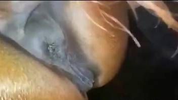 Guy fingers mare pussy before entering it fully