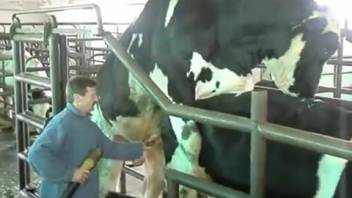 Bull screwing cow arouses the horny farmer and drives him to want to bang