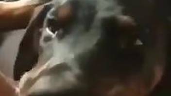 Dog pleases naked woman with sloppy pussy licking oral