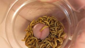 Horny dude sticks dick into a jar full of worms