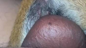 Guy bangs narrow mare's soaked pussy in up-close homemade passion