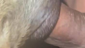 Loud sex treat once pushing his erect dick in the horse's vag