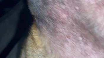 Attractive man delving into the depths of a female dog's moist vagina
