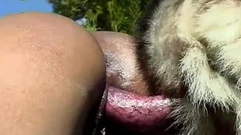 Tanned babe getting fucked by a dog outdoors